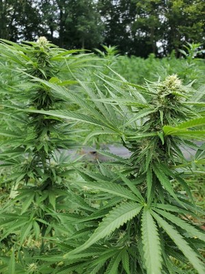 Hemp grown in 2020 at Demeetra's contracted USDA certified organic farm in Central Kentucky